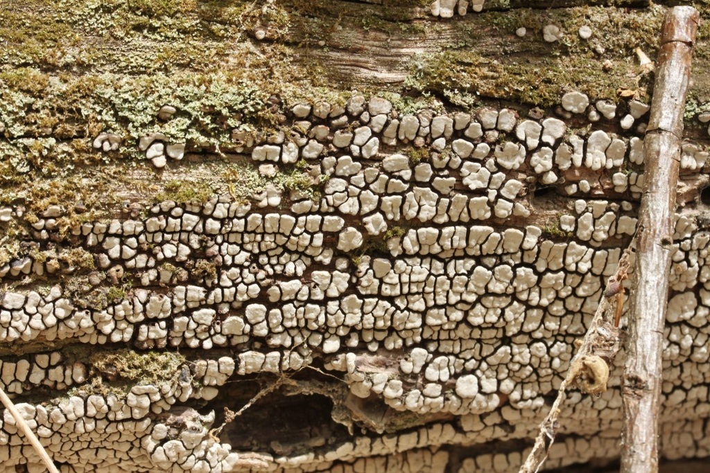 Xylobolus fragmenté (Xylobolus frustulatus)