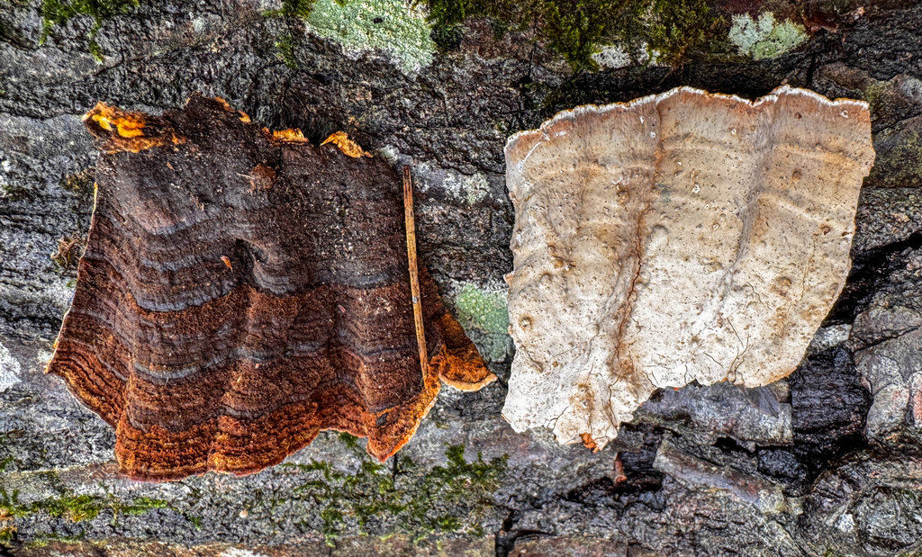 Xylobolus subpileatus (Xylobolus subpileatus)