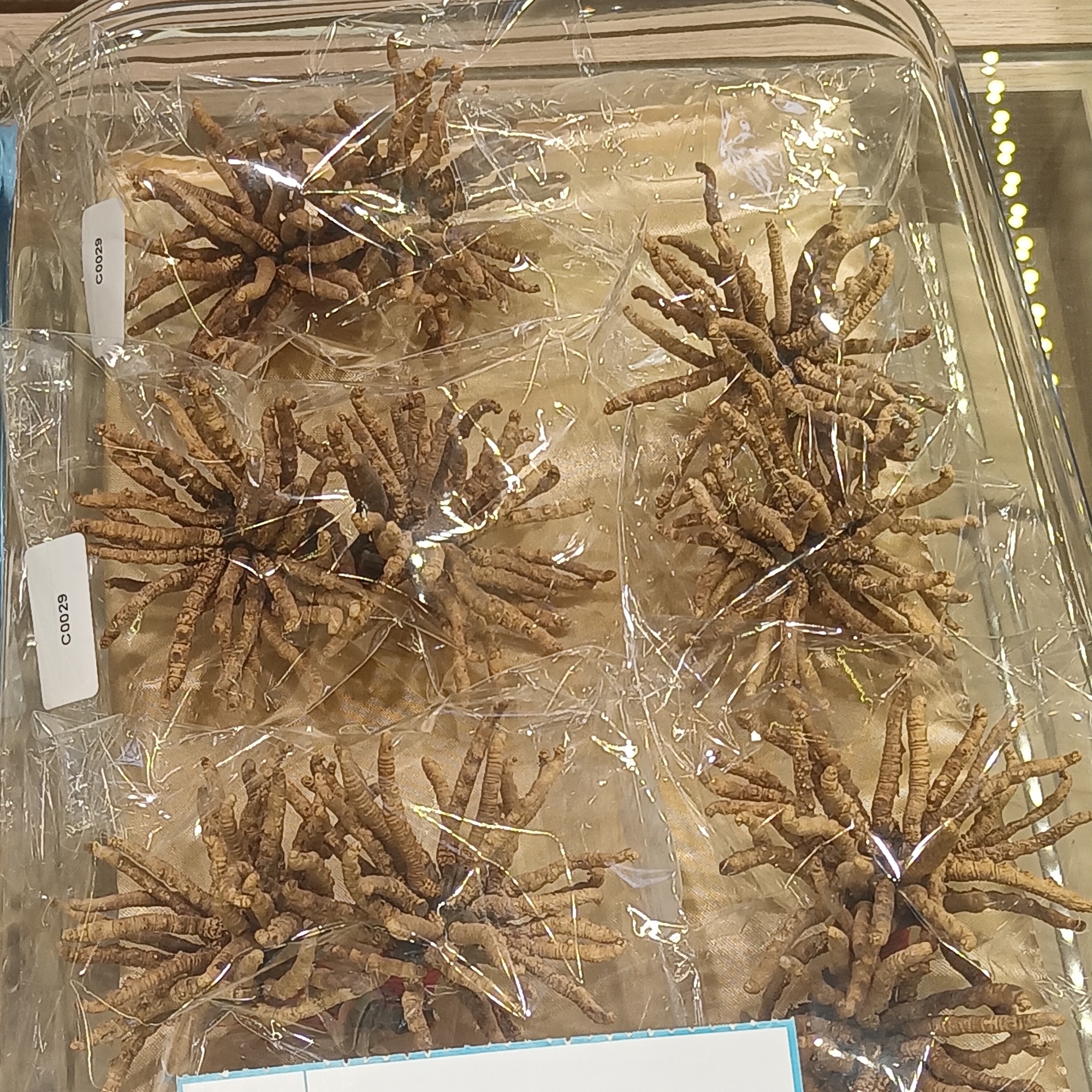 Yartsa gunbu (Ophiocordyceps sinensis)