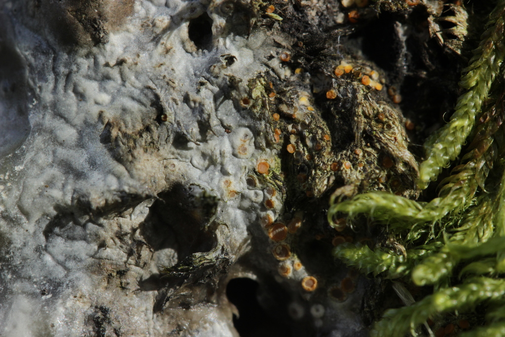 Zythia resinae (Zythia resinae)